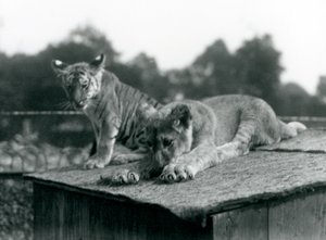 Een leeuwen- en tijgerwelp zitten samen op het dak van hun verblijf, London Zoo, september 1925 door Frederick William Bond