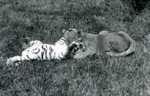 Een leeuwen- en tijgerwelp worstelen op het gras, London Zoo, september 1925