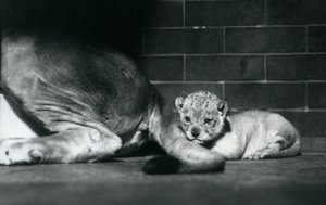 Een leeuwenwelp ligt achter de staart van zijn moeder, London Zoo, oktober 1925