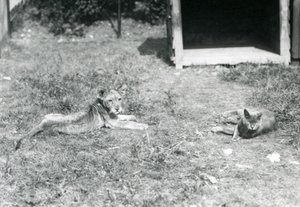 Een leeuwenwelp liggend op een grasveld, nabij een open houten krat, met een huiskat, London Zoo, juli 1925