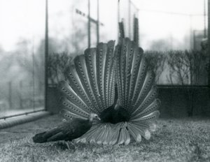 Een mannelijke Argusfazant hofmakerij, met een vrouwtje naast hem, London Zoo, januari 1926