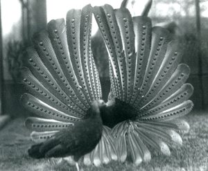 Een mannelijke Argusfazant hofmakerij, met een vrouwtje naast hem, London Zoo, januari 1926 door Frederick William Bond