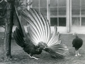 Een mannelijke Argusfazant, of Grote Argus, die zijn vleugel- en staartveren toont, terwijl een vrouwtje voor hem staat, London Zoo, januari 1926