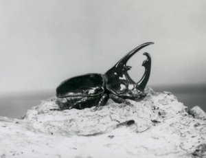 Een mannelijke Atlaskever rustend op schors bij de London Zoo