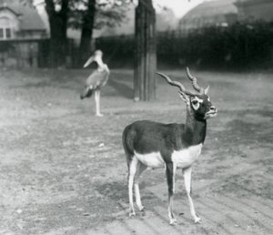 Een mannelijke Zwartebok of Indische Antilope in een paddock in de London Zoo, oktober 1926