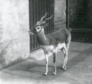 Een mannelijke Zwartebok staand in zijn verblijf in de London Zoo in juni 1925 door Frederick William Bond