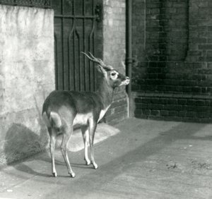 Een mannelijke Zwartebok staand in zijn verblijf in de London Zoo in juni 1925 door Frederick William Bond