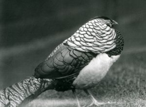 Een mannelijke Lady Amherst fazant, staand op gras, London Zoo door Frederick William Bond