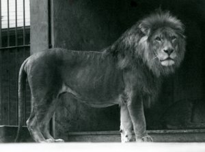 Een mannelijke leeuw in de Londense dierentuin, juni 1924 door Frederick William Bond