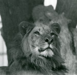 Een mannelijke leeuw in de London Zoo in 1929 door Frederick William Bond