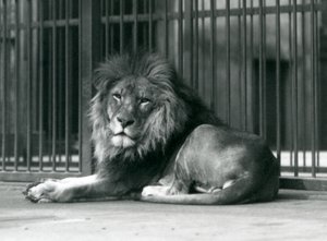 Een mannelijke Leeuw liggend tegen de tralies van zijn verblijf, London Zoo, september 1927 door Frederick William Bond