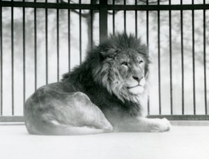 Een mannelijke leeuw rustend in zijn verblijf in de London Zoo in maart 1925 door Frederick William Bond