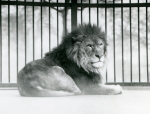 Een mannelijke Leeuw rust in zijn verblijf in de London Zoo door Frederick William Bond