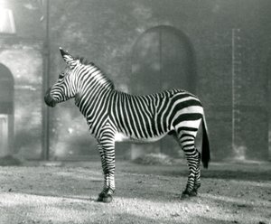 Een mannelijke Bergzebra x Hartmanns Bergzebra staat in zijn paddock in de Londense Zoo in september 1927 door Frederick William Bond