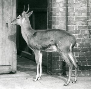 Een mannelijke Zuidelijke Rietbok staat bij de deur van het antilopenhuis, Londense Zoo, 6 oktober 1927