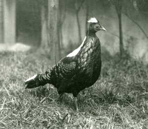Een mannelijke Swinhoes fazant in de Londense dierentuin, september 1923 door Frederick William Bond