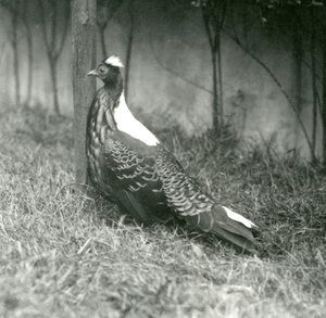 Een mannelijke Swinhoes fazant in de Londense dierentuin, september 1923