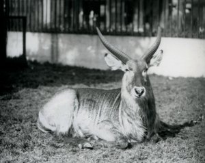 Een mannelijke waterbok liggend op het gras in zijn weide in London Zoo in 1928 (zwart-wit foto) door Frederick William Bond