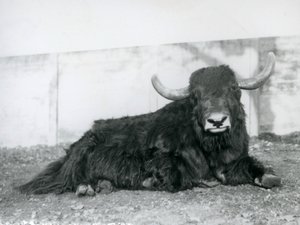 Een mannelijke jak liggend in zijn verblijf in London Zoo in 1928 (zwart-wit foto) door Frederick William Bond