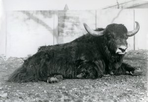 Een mannelijke jak liggend in zijn verblijf in London Zoo in augustus 1928 door Frederick William Bond