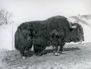 Een mannelijke jak staand in zijn paddock in de London Zoo in 1928 door Frederick William Bond