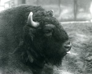 Een mannelijke Europese Bizon, London Zoo, februari 1928 (zwart-wit foto) door Frederick William Bond
