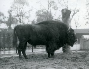 Een mannelijke Europese Bizon staand op het gras in zijn paddock. London Zoo, oktober 1927. De kwetsbare Europese Bizon staat ook bekend als Wisent, of Europese Houtbizon. door Frederick William Bond