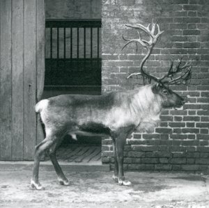 Een volwassen Rendierhert staat in zijn paddock in de London Zoo in 1925 door Frederick William Bond
