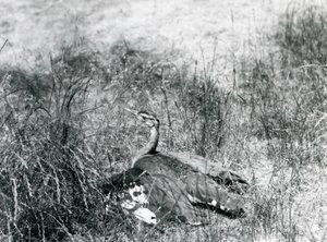 Een bijna bedreigde Arabische trap spreidt zijn vleugels, dicht bij de grond, tussen een stuk lang gras, London Zoo, juli 1925
