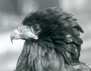 Een bijna bedreigde Bateleur-arend in de London Zoo, 1927