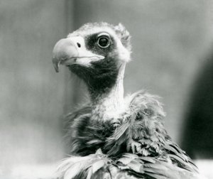Een bijna bedreigde Euraziatische zwarte gier in de London Zoo, juli 1926