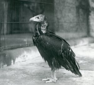 Een bijna bedreigde Euraziatische zwarte gier in de London Zoo, 1927