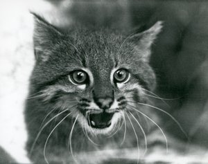 Een bijna bedreigde Pampaskat/Pantanal Kat/Colocolo in London Zoo in 1929 (zwart-wit foto) door Frederick William Bond