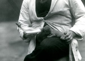 Een pasgeboren leeuwenwelp wordt met de fles gevoed door zijn verzorger, London Zoo door Frederick William Bond