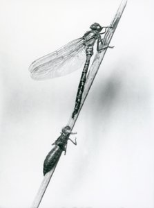 Een pas uitgekomen Gouden-ringlibel rust op een riet boven zijn lege larvale schaal, of exuvia, London Zoo, 1925