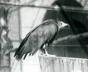 Een nu ernstig bedreigde Kapgier staand op een stam, London Zoo, september 1925