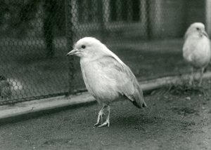 Een paar Kagus, of Cagous, staand op de vloer van hun verblijf bij de London Zoo, 1927
