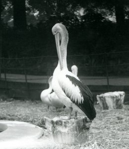Een pelikaan, staand op een boomstronk, zijn nek poetsend bij London Zoo in september 1925 door Frederick William Bond