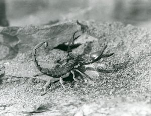 Een schorpioen in London Zoo in 1929 (zwart-wit foto) door Frederick William Bond