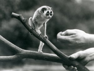 Een slanke lori staand op een tak vastgehouden door een verzorger, London Zoo, augustus 1926