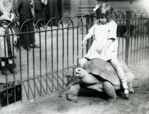 Een klein meisje, Betty, houdt een stok met een appel aan het uiteinde vast om de reuzenschildpad te leiden waarop ze rijdt, Londense dierentuin, 1924 door Frederick William Bond