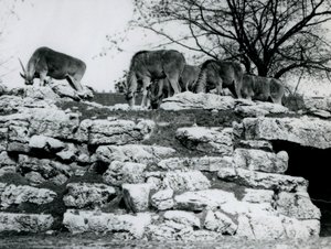 Een kleine kudde Gewone Eland die graast tussen de rotsen in het ElandAntelope Paddock in de London Zoo in juni 1925