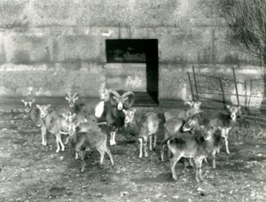 Een kleine kudde moeflons in de London Zoo in november 1926