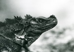 Een kwetsbare zeilvinhagedis in London Zoo in 1928 door Frederick William Bond