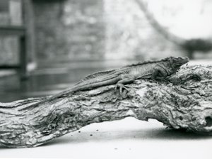 Een kwetsbare zeilvinhagedis rustend op een boomstam in London Zoo in 1928