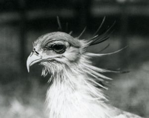 Een kwetsbare Secretarisvogel in de London Zoo in 1928 door Frederick William Bond