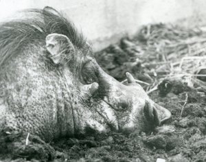 Een wrattenzwijn rustend in de modder in de London Zoo, 1927