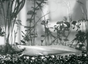 Een witte Axolotl/Mexicaanse Salamander rustend op grind op de bodem van een tank in de London Zoo in 1928
