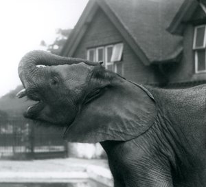 Een jonge Afrikaanse Olifant met zijn slurf op zijn voorhoofd, London Zoo, augustus 1925