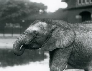 Een jonge Afrikaanse olifant met het uiteinde van zijn slurf in zijn mond, London Zoo, augustus 1925 door Frederick William Bond